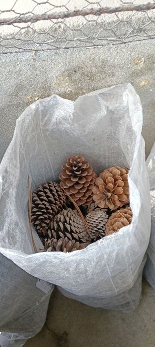 pinhas para acender lareiras e churrascos