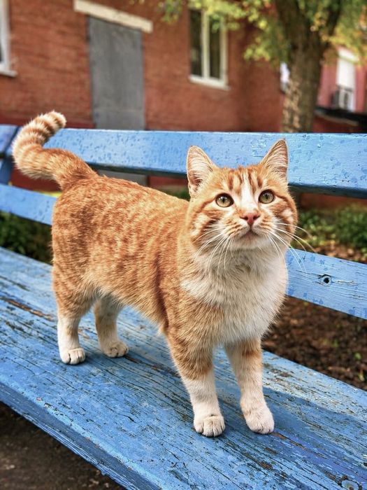 Дуже красиві котики в добрі руки