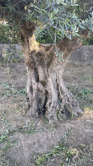 Vende-se oliveiras milenares