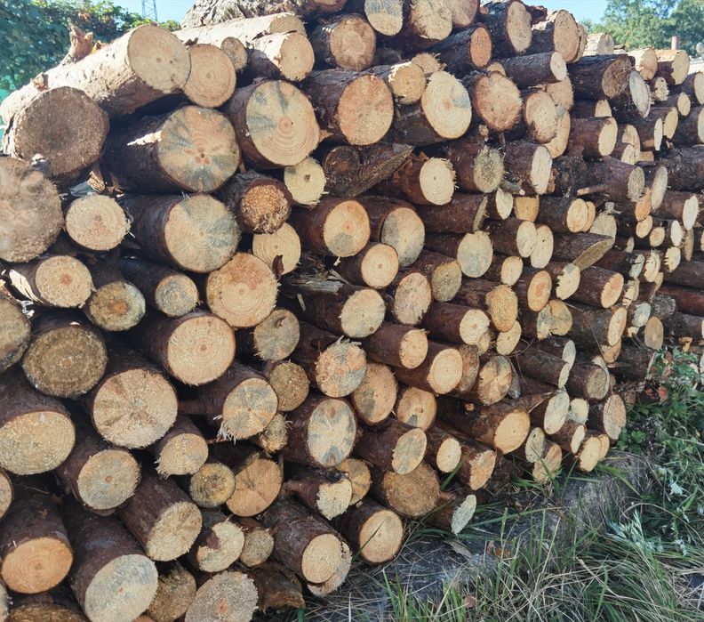 Drewno opałowe liściaste dąb buk brzoza suche