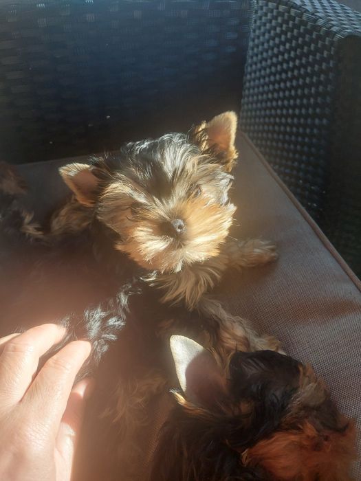 Yorkshire terrier