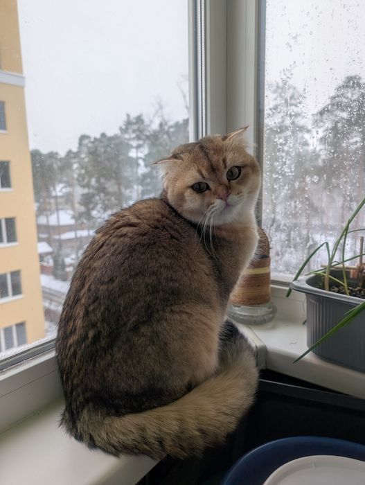 В'язка шотландський золотистий котик