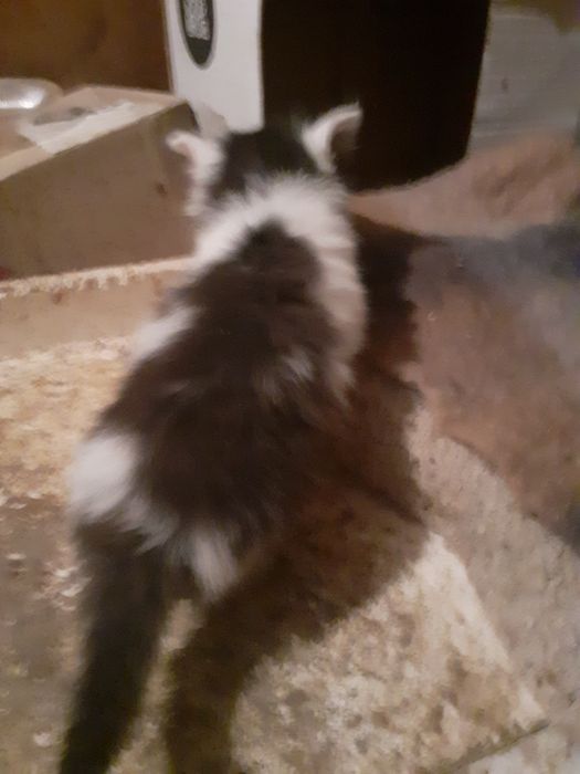 Віддам в добрі руки