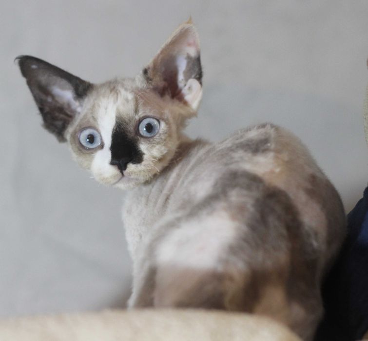 Uri - koteczka Devon Rex po Championie