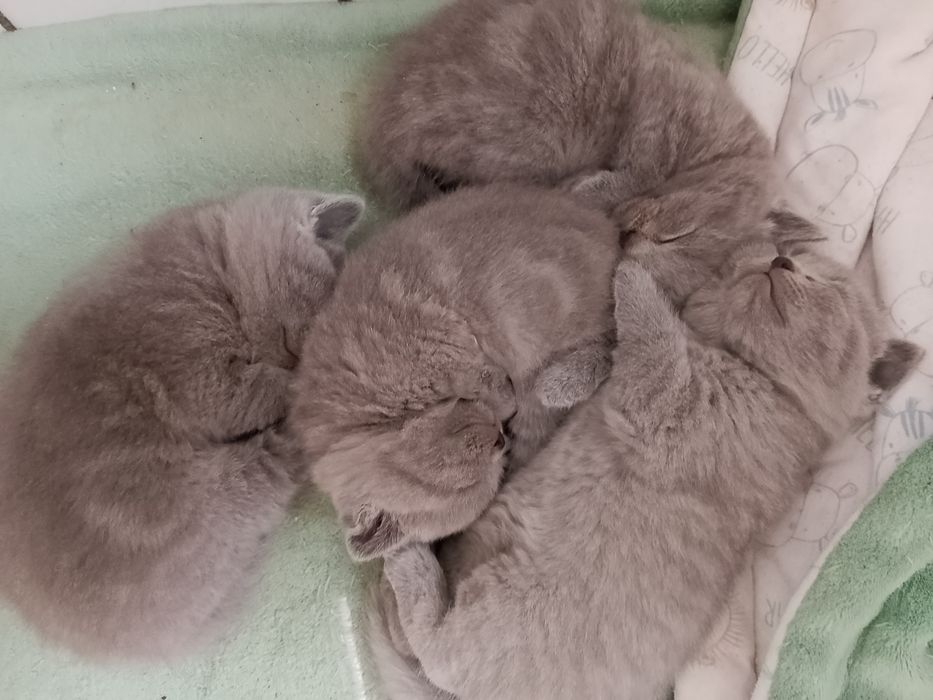 Шотландські прямовухі кошенятка