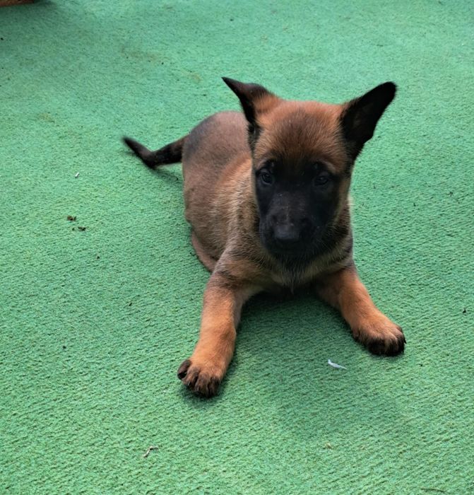 Owczarek Belgijski Malinois piesek