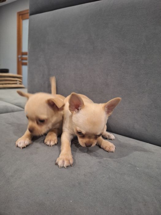 10tyg piesek chihuahua kremowy