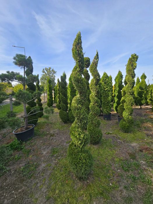 Szmaragd Thuja Formowane LIKWIDACJA PLANTACJI