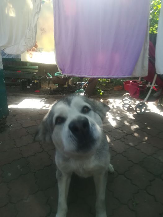 Отдам в хорошие руки