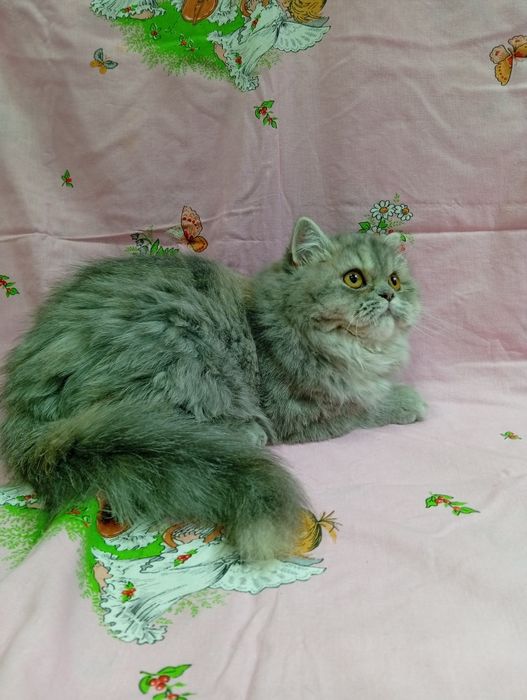 Персидська класична киця