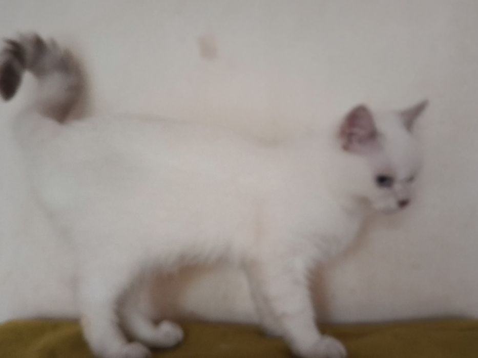 Котик кошеня шиншила колор пойнт синьоокий