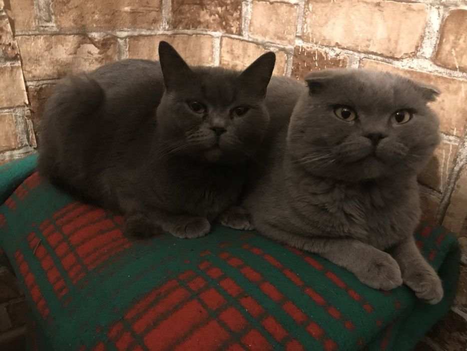 Британці (коротко шерстні)