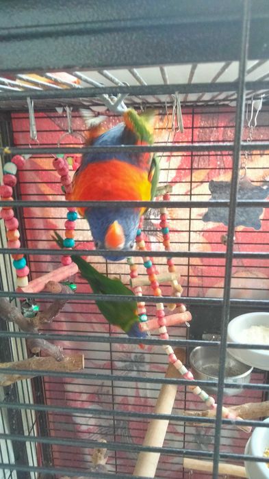 Vendo 2 papagaios com casa