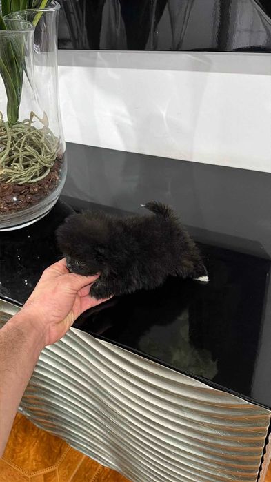 Spitz Alemão Anão/ Lulu da Pomerânia  TEA CUP MACHO PRETO  LOP E AFIXO