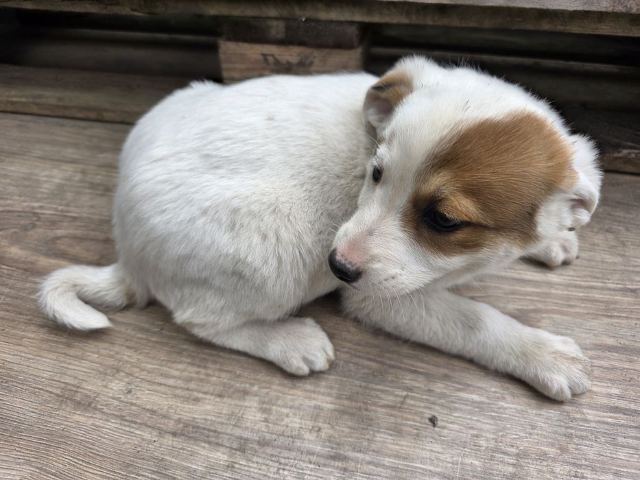 Oddam pieski w dobre ręce