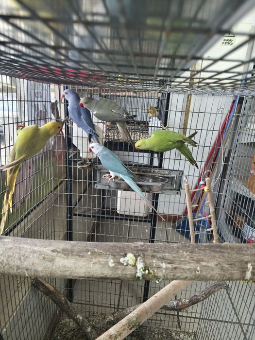 Ring  necks, kakarikis...