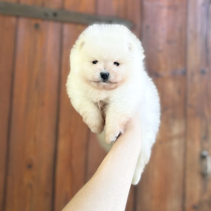 ляльковий ведмедик шоу классу