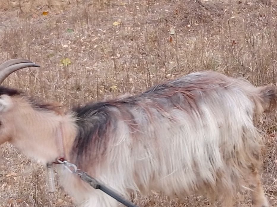 Продам дві кози ціна договірна