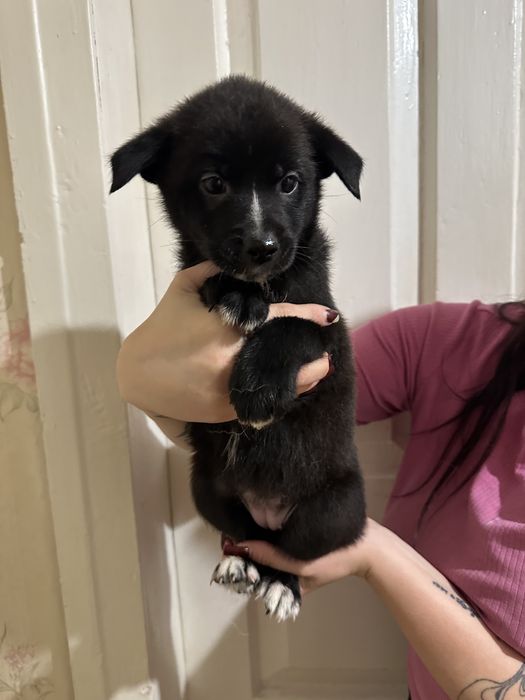 Щенки Акита-ину