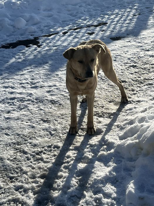 Віддам у добрі руки молодого кабеля напів-лабладора