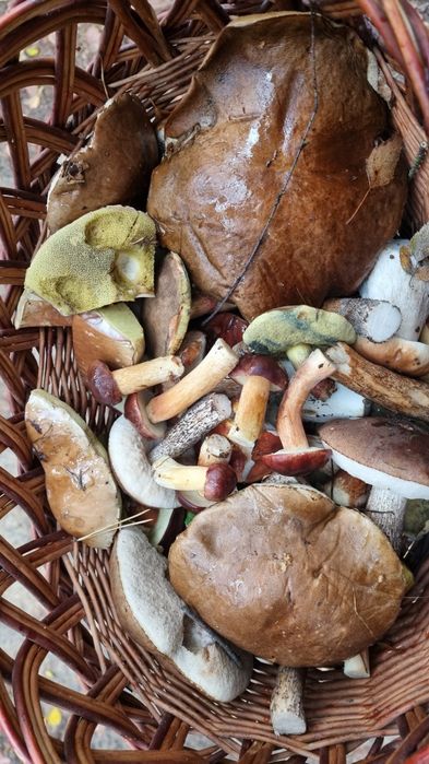 Grzyby suszone 100g BOROWIK,Kozak, podgrzybek
