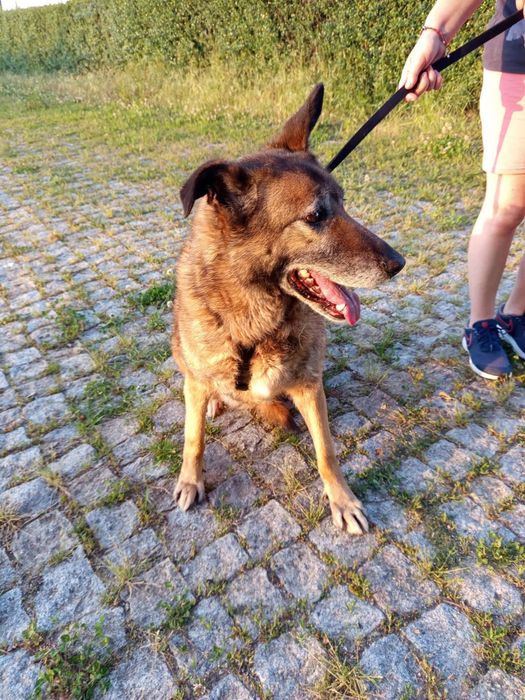 Cadelinha de porte grande para adopção