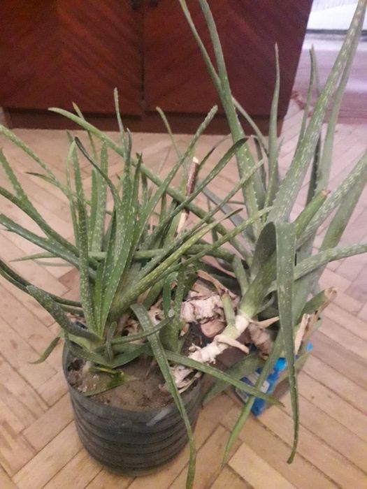 алое-вере лкувальний доставка поїздом щоб не поламався