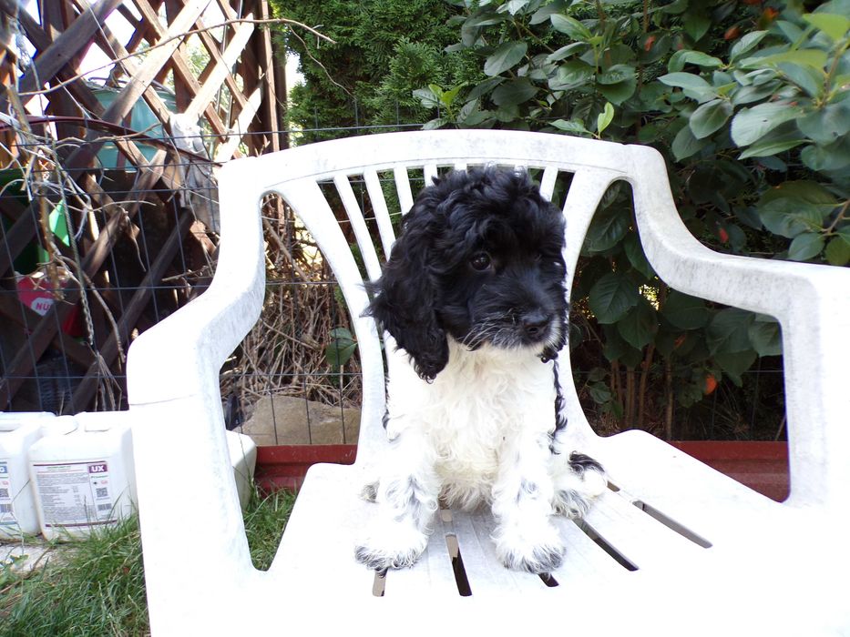 Cockapoo F1 ,Gloria piękna, reprezentacyjna, unikalna  sunia biało/ czarna, spokojna , zrównoważona
