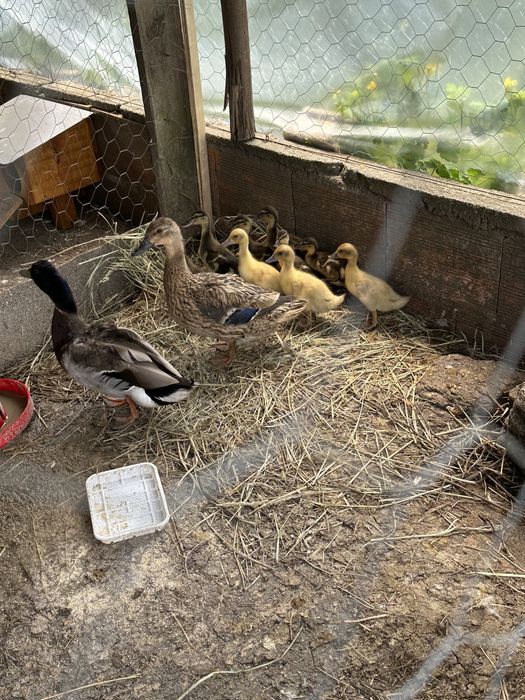 Patos mudos e patos reais