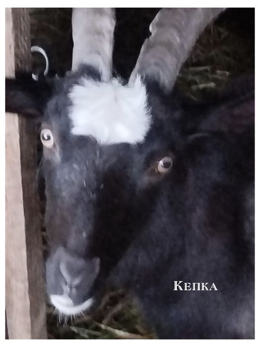 Продам отличных дойных коз