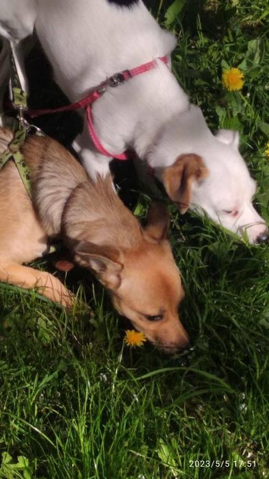 Відома собак за дарма