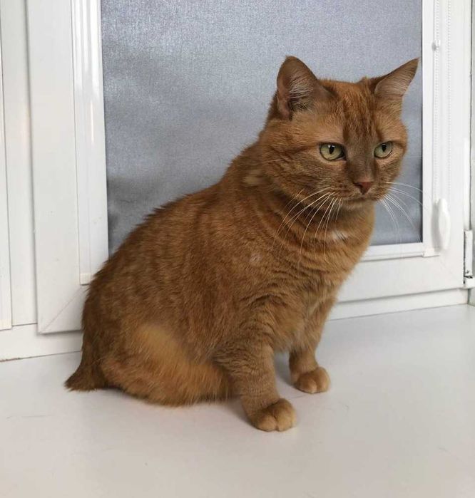 Симпатичная толстушка кошечка Паляничка, особенная кошечка!