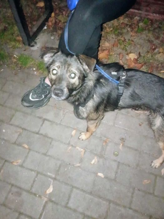 Pilne !! Piesek Szuka domu !!