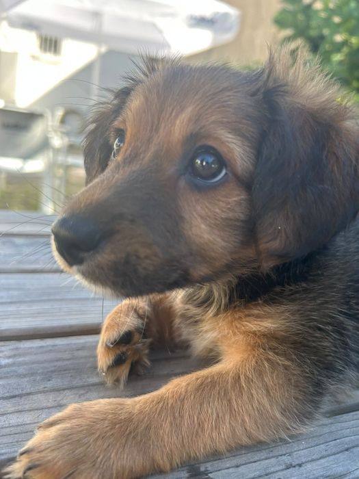 Duas manas bebés e lindas à procura de um lar definitivo!