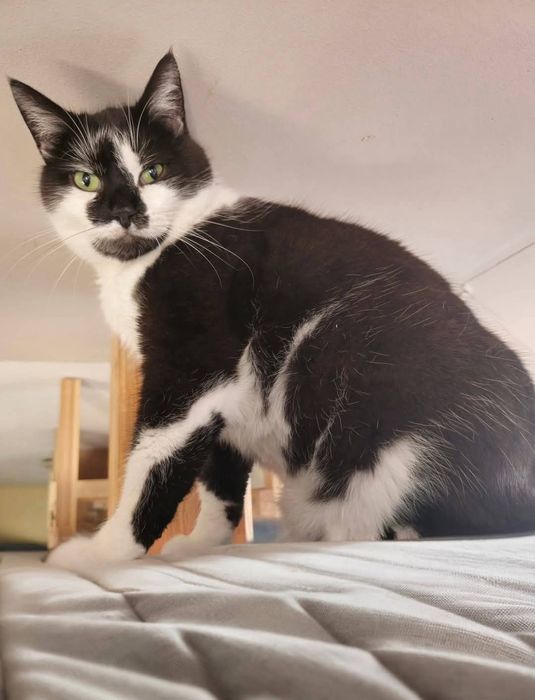 Kot ideał Buki do adopcji