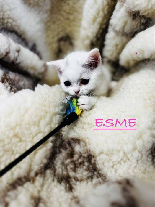 Kot brytyjski -British Shorthair ( krótkowłosy)