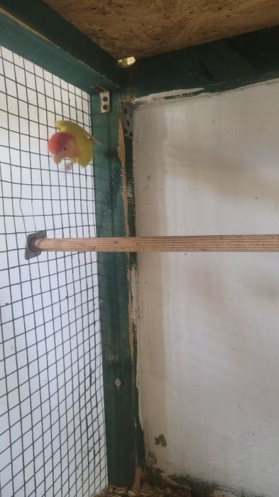 Nierozlaczki czerwonoczelne