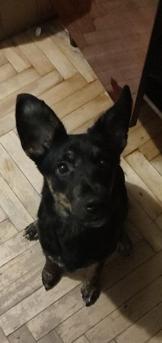 Собака с зоны боевых действий. Ласковая и добрая