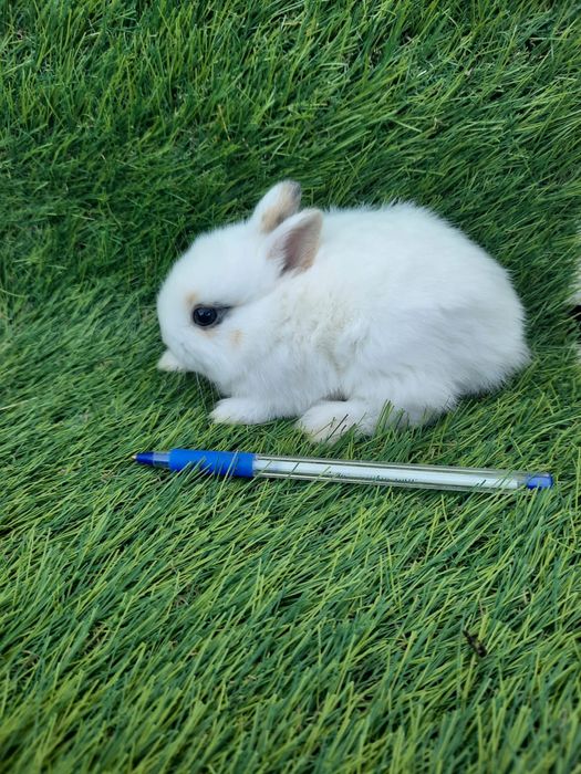 Coelhos anões várias raças