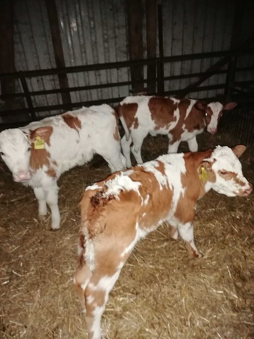 Cielaki jalowki bydło