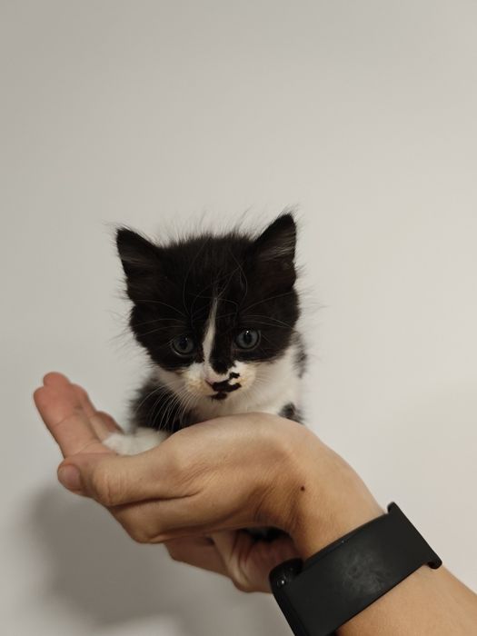 Gatinha para adoção