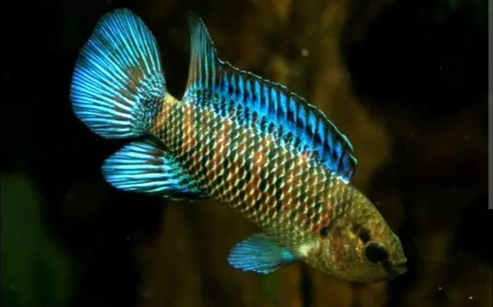 Badis blekitnopletwy