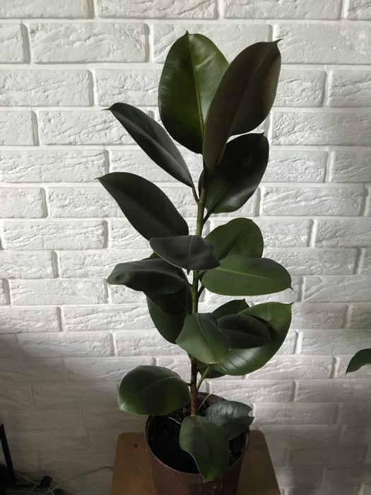 Фікуси рослина від 45-60 см