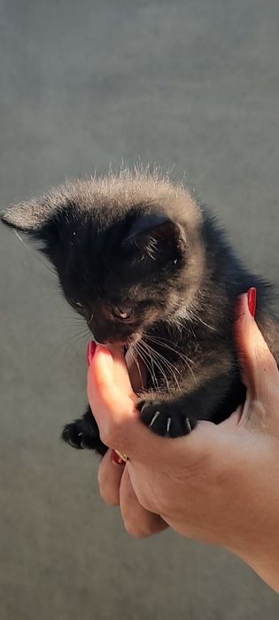 відам котинят в добри руки