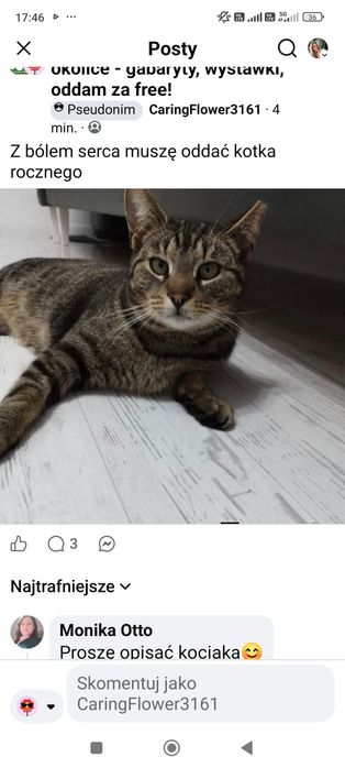 Oddam kotka w dobre ręce