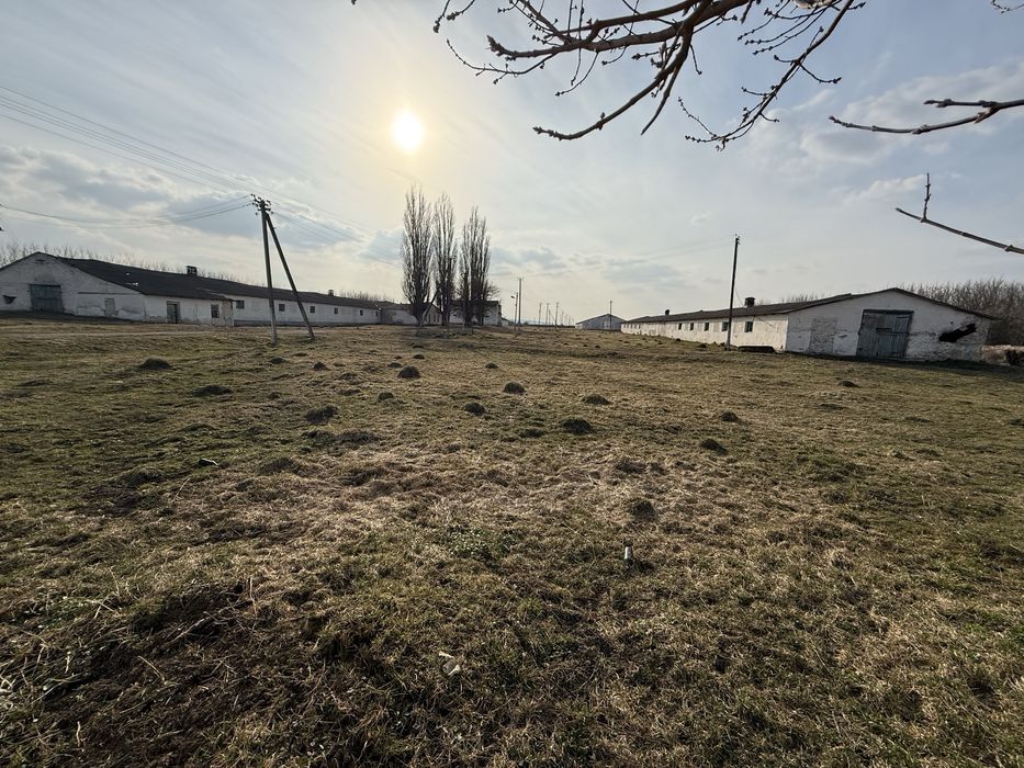 Свиноферма у с. Костянець Дубнівського району