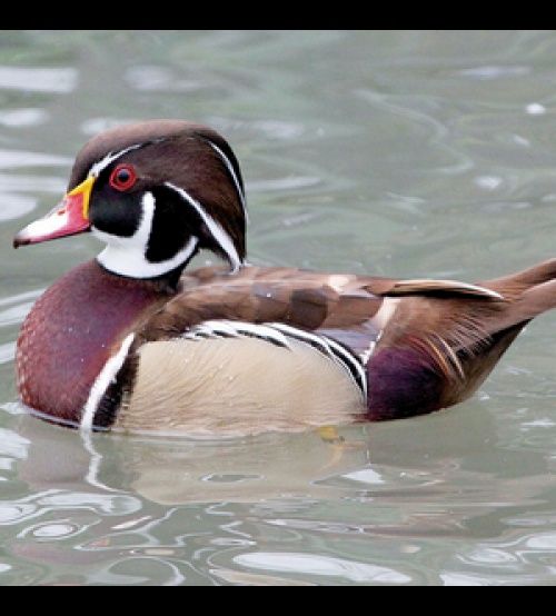 Patos mandarins, carolinos,