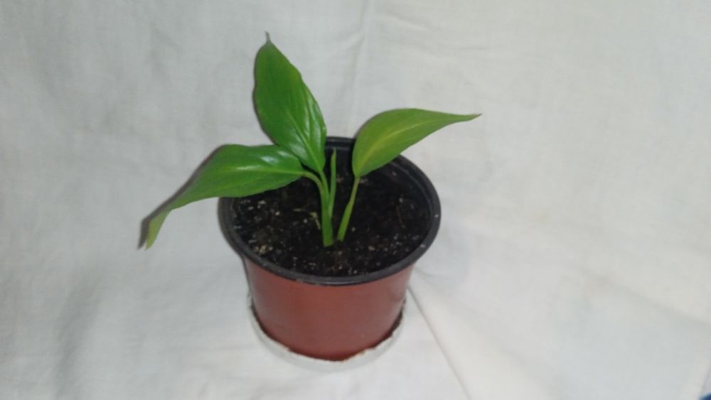 Спатифілум "жіноче щастя"