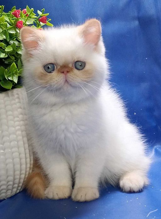 Шикарні Екзотичні дівчатка Лілі та Лола