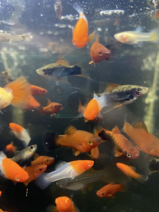 Меченосці та інші риби